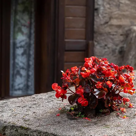 Wooden Stories - Nature, Netflix & Wi-fi * Socchieve